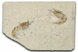 Two Cretaceous Fossil Shrimp - Lebanon #349677-1